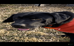Labrador Retriever dogs for sale: Sunny - Image 3