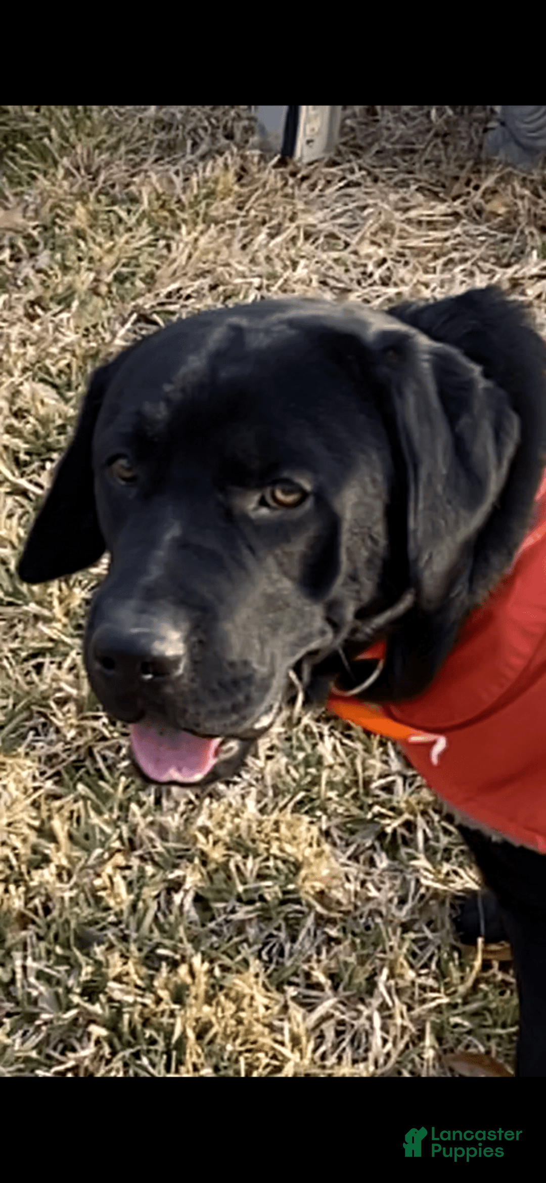 Labrador Retriever dogs for sale: Sunny - Image 3