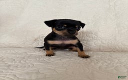 Russian Toy Terrier dogs for sale: Zara - Image 1