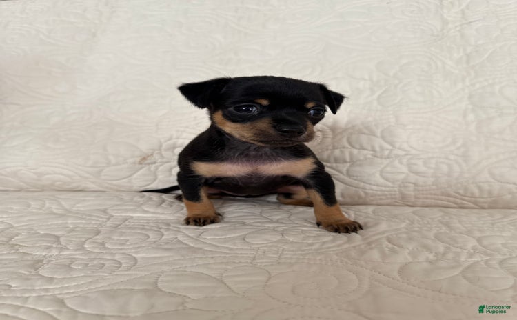 Russian Toy Terrier dogs - Advert 2