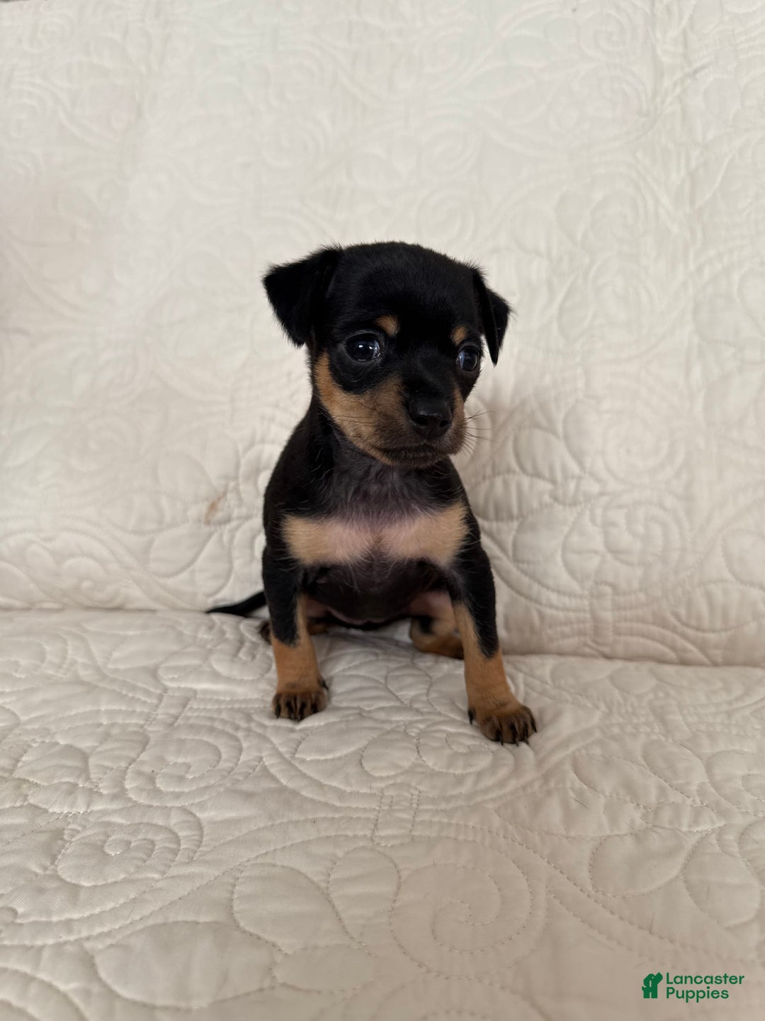 Russian Toy Terrier dogs for sale: Zara - Image 1