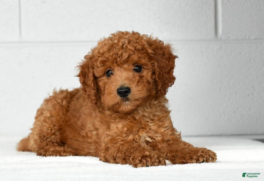 Mini Goldendoodle dogs for sale: Roger - Image 9