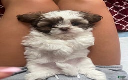 Shih Tzu dogs for sale: Rosie - Image 6