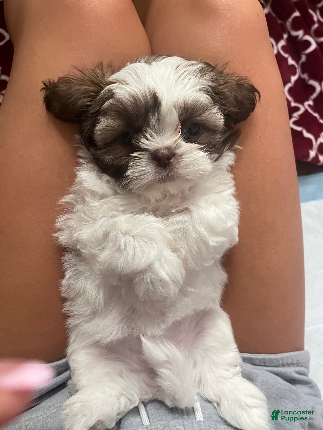Shih Tzu dogs for sale: Rosie - Image 6