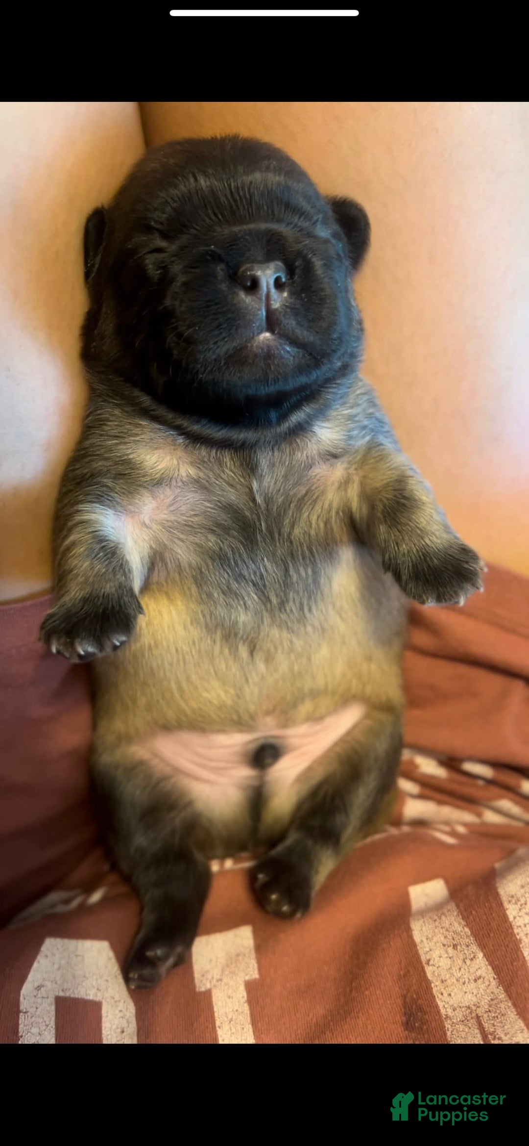 French Bulldog dogs for sale: Snickers The Fluffy - Image 1