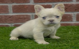 French Bulldog dogs for sale: Abby - Image 7