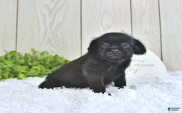 Miniature Poodle dogs for sale: Sarge - Image 9