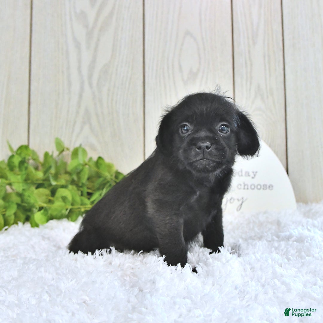 Miniature Poodle dogs for sale: Sarge - Image 9