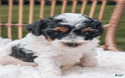 Miniature Poodle dogs for sale: Luna - Image 4