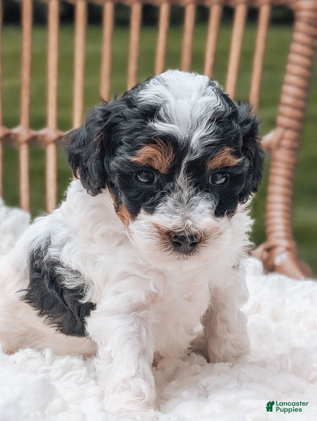 Miniature Poodle dogs for sale: Luna - Image 4