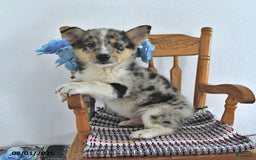 American Eskimo dogs for sale: Spunky - Image 2