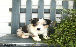 Welsh Corgi Pembroke dogs for sale: Jasper - Image 1