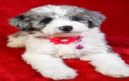 Miniature Poodle dogs for sale: Lola - Image 8