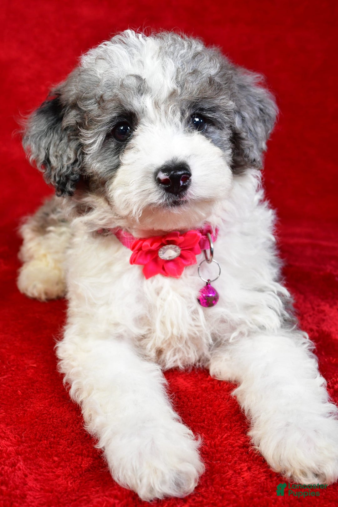 Miniature Poodle dogs for sale: Lola - Image 8