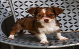 Chihuahua dogs for sale: Nora - Image 5