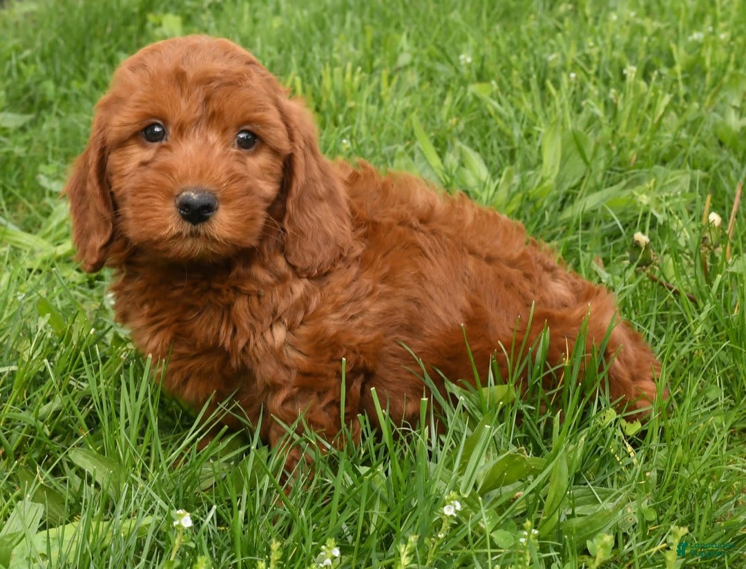 Mini Goldendoodle dogs for sale: Nicki - Image 5