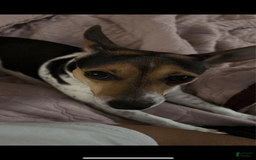 Jack Russell Terrier dogs for stud: Bandit - Image 5