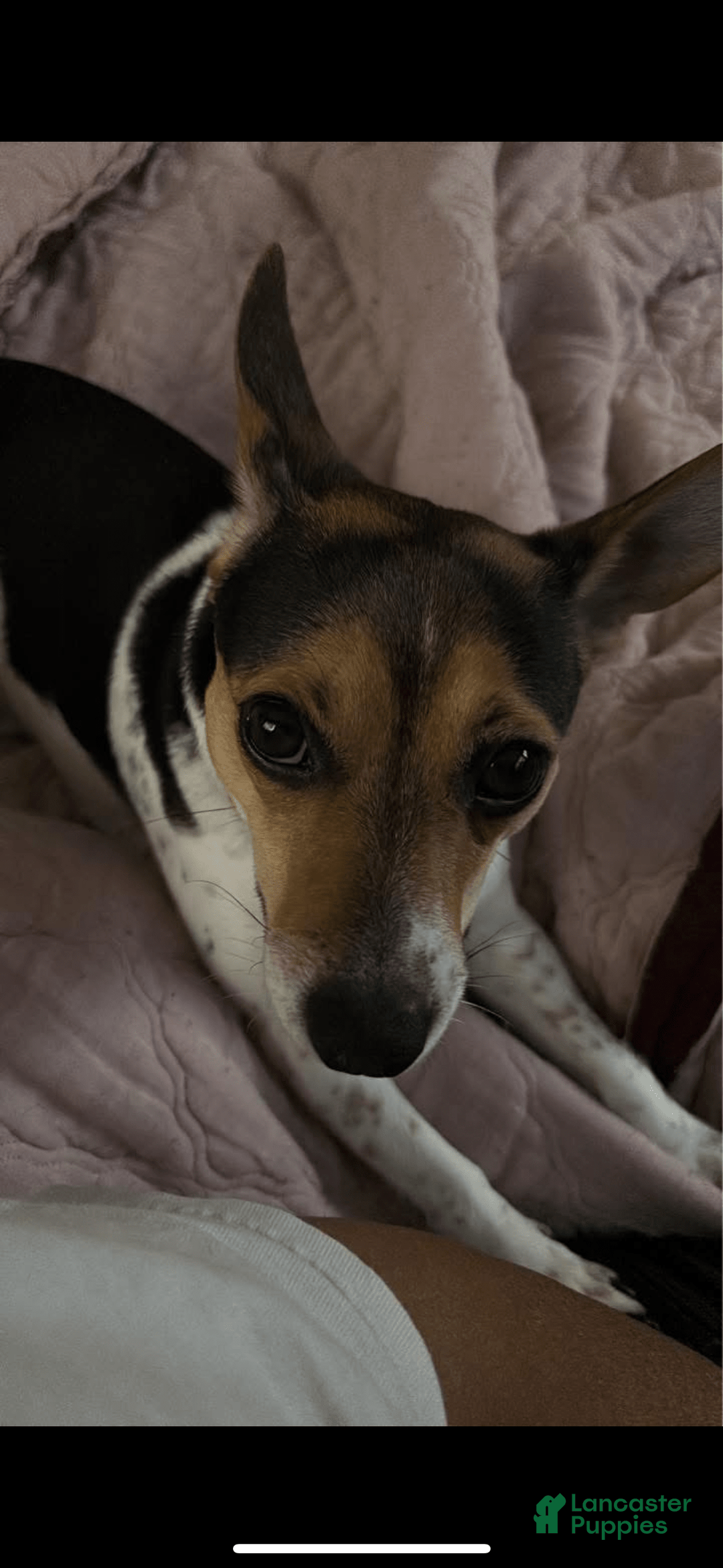 Jack Russell Terrier dogs for stud: Bandit - Image 5