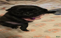 Pug dogs for sale: David Lee - Image 11