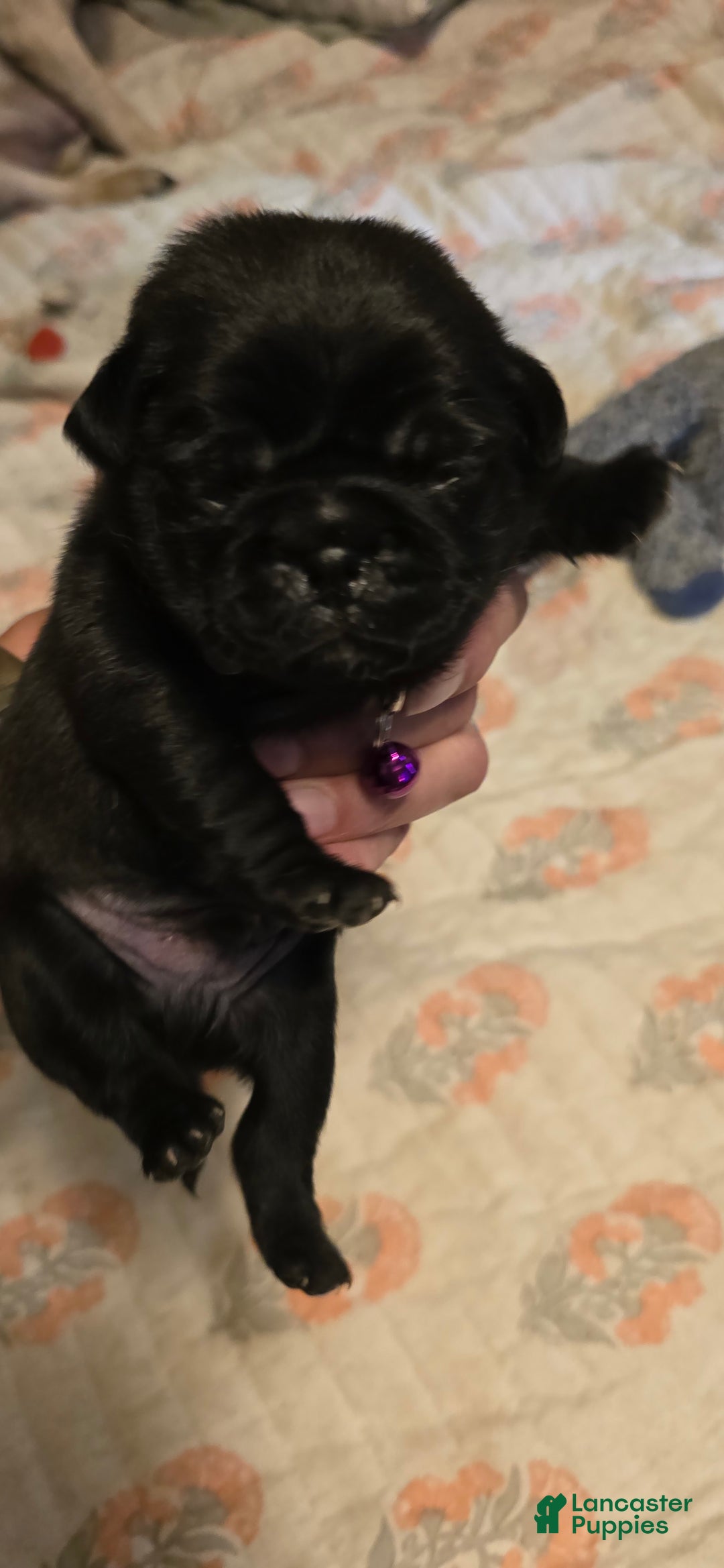Pug dogs for sale: David Lee - Image 11