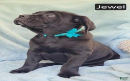 Cane Corso dogs for sale: Jewel - Image 2