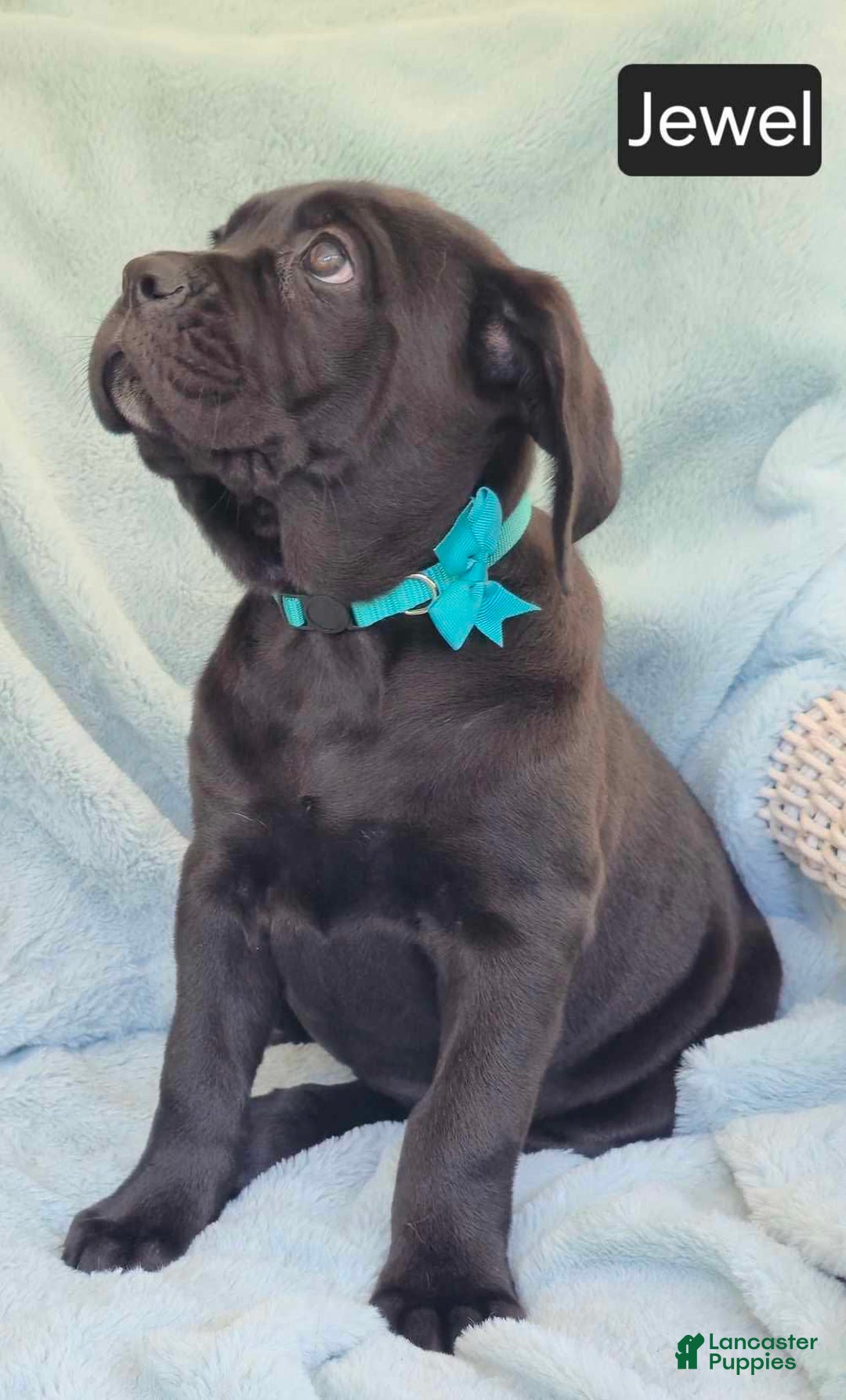 Cane Corso dogs for sale: Jewel - Image 2