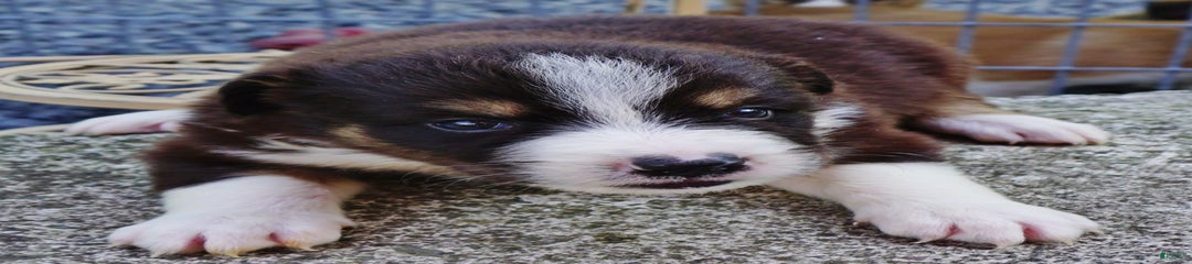 Adam
