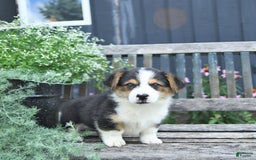 Welsh Corgi Pembroke dogs for sale: Hudson - Image 5