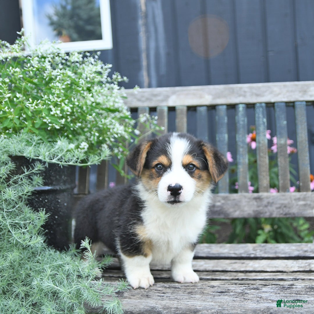 Welsh Corgi Pembroke dogs for sale: Hudson - Image 5