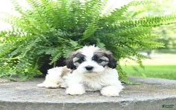 Cavachon dogs for sale: Olivia - Image 1