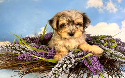 Maltipoo dogs for sale: Rugger - Image 4
