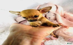 Chihuahua dogs for sale: Cynthia - Image 1