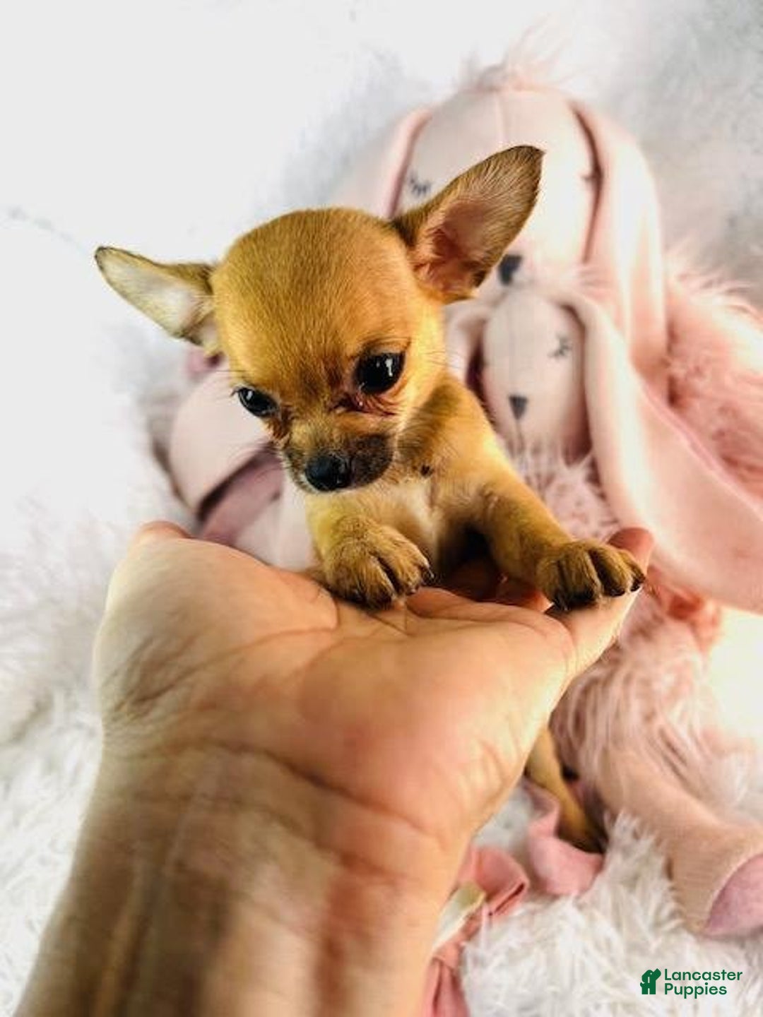 Chihuahua dogs for sale: Cynthia - Image 1