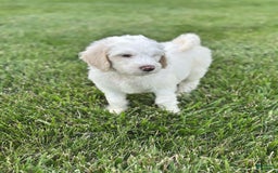 Newfypoo dogs for sale: Lex Luther - Image 3