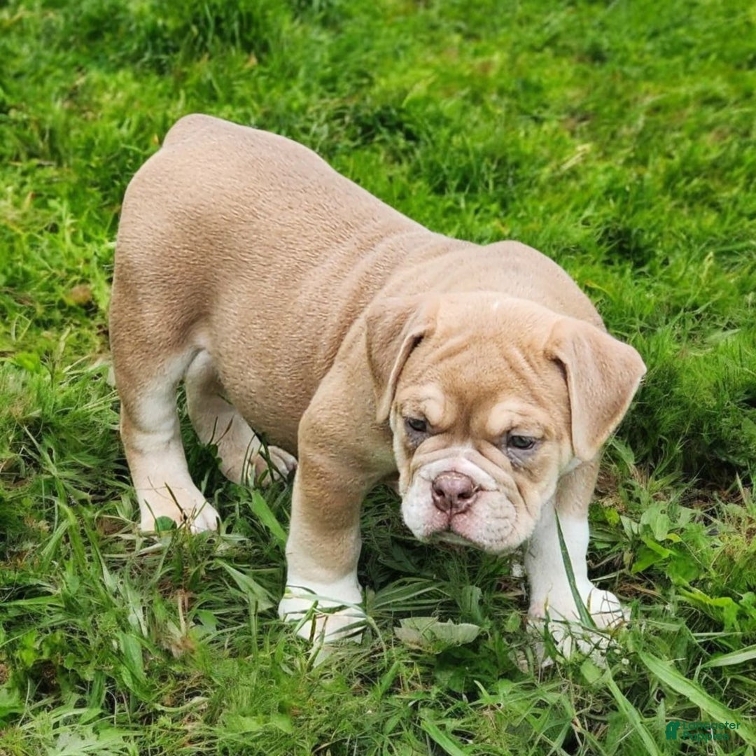 English Bulldog dogs for sale: Venus - Image 3