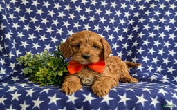 Cockapoo dogs for sale: Fitzgerald - Image 4