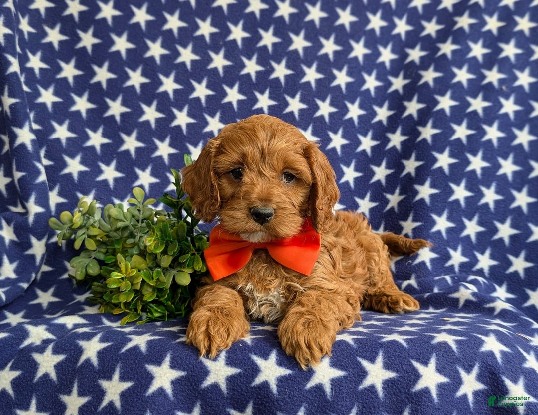 Cockapoo dogs for sale: Fitzgerald - Image 4