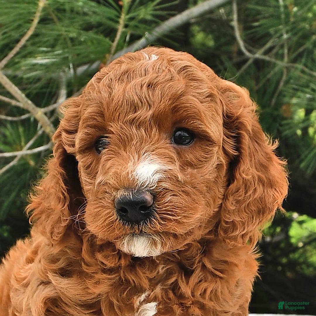 Mini Goldendoodle dogs for sale: Edger - Image 15