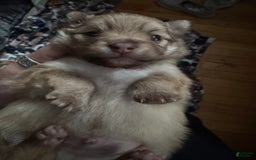 Pomeranian dogs for sale: Jake - Image 5