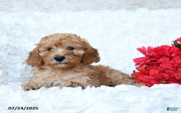 Mini Goldendoodle dogs for sale: Stewart - Image 5