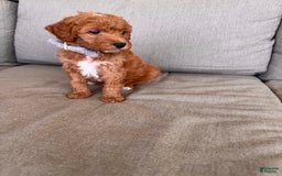 Mini Goldendoodle dogs for sale: Beck F1b - Image 5