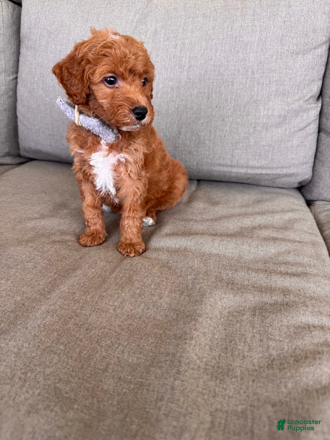 Mini Goldendoodle dogs for sale: Beck F1b - Image 5