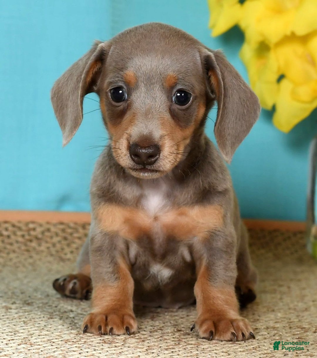 Miniature Dachshund dogs for sale: Lisa - Image 4