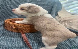 Miniature Australian Shepherd dogs for sale: Maggie - Image 4