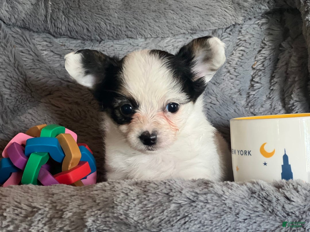 Biewer Terrier dogs for sale: Molly - Image 1