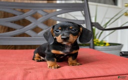 Miniature Dachshund dogs for sale: Boomer - Image 4