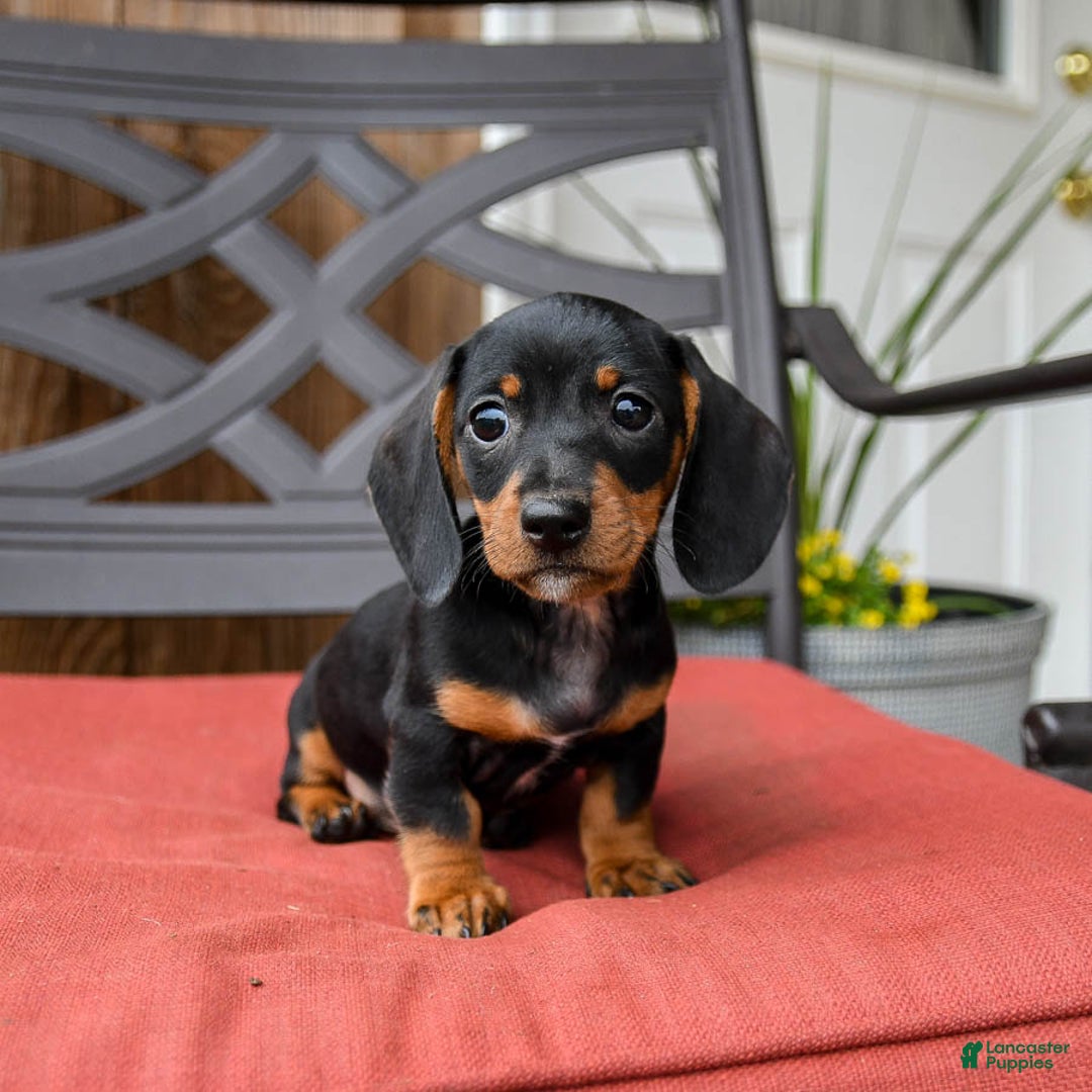 Miniature Dachshund dogs for sale: Boomer - Image 4