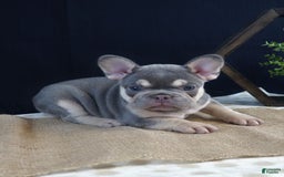 French Bulldog dogs for sale: Skye - Image 2