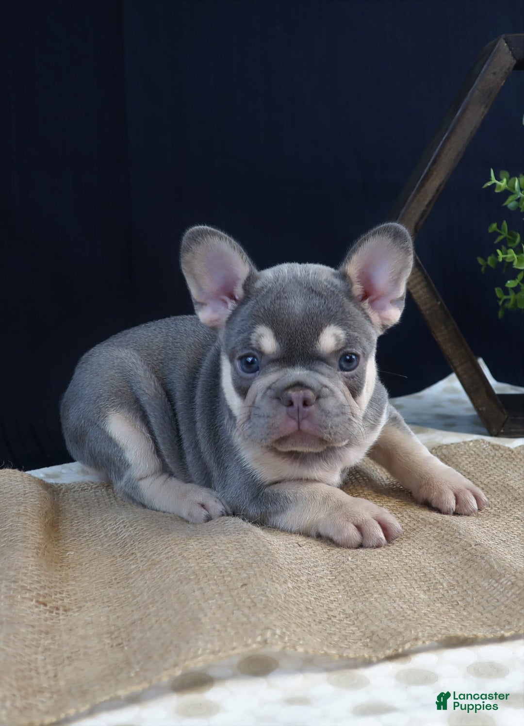 French Bulldog dogs for sale: Skye - Image 2