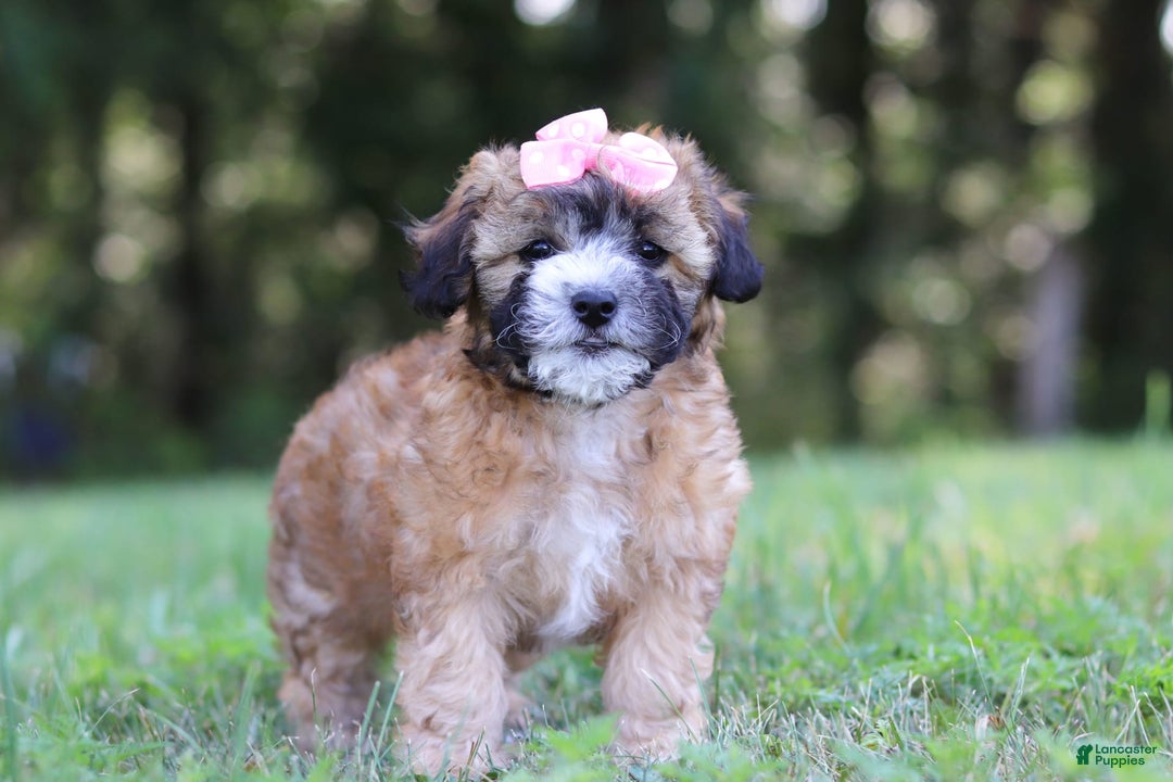 Shihpoo dogs for sale: Amelia - Image 3